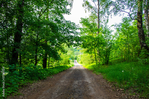 Asphalt road through summer green forest © Payllik