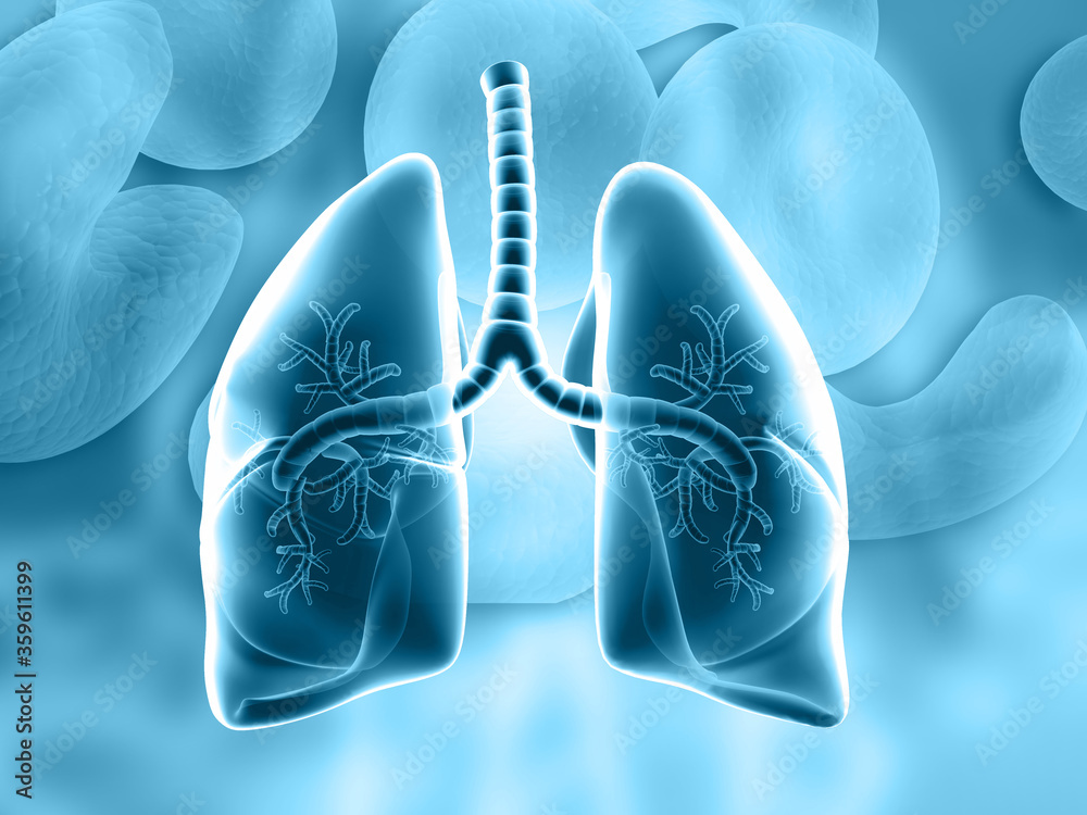 Human Lungs,Human Respiratory System. 3d illustration. Stock ...