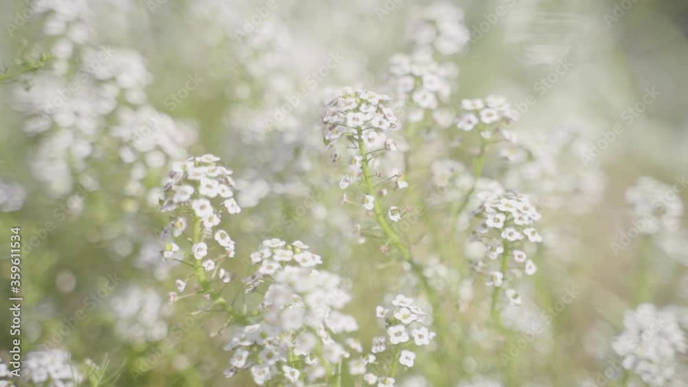 White flowers on a mountainside in California.