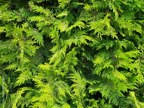 Green cypress branches background.