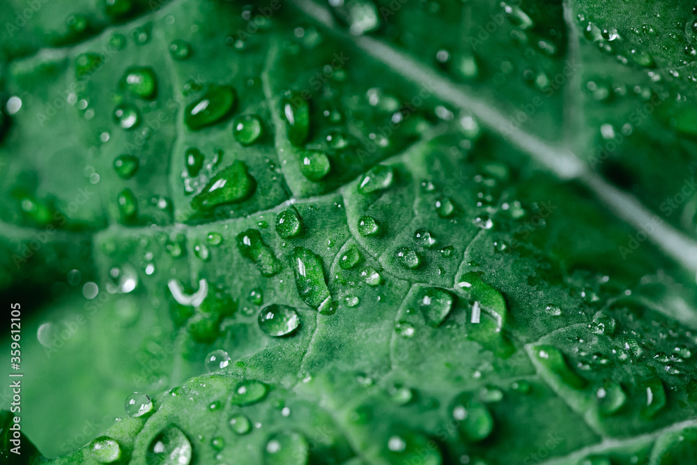 Macro shot of kale salad with water drops. Organic detox diet. Superfood. Natural background Macro shot of kale salad with water drops. Organic detox diet. Superfood. Natural background