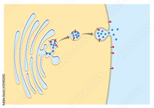 Exocytosis dermatopathology. Exocytosis is infiltration of the epidermis by inflammatory or circulating