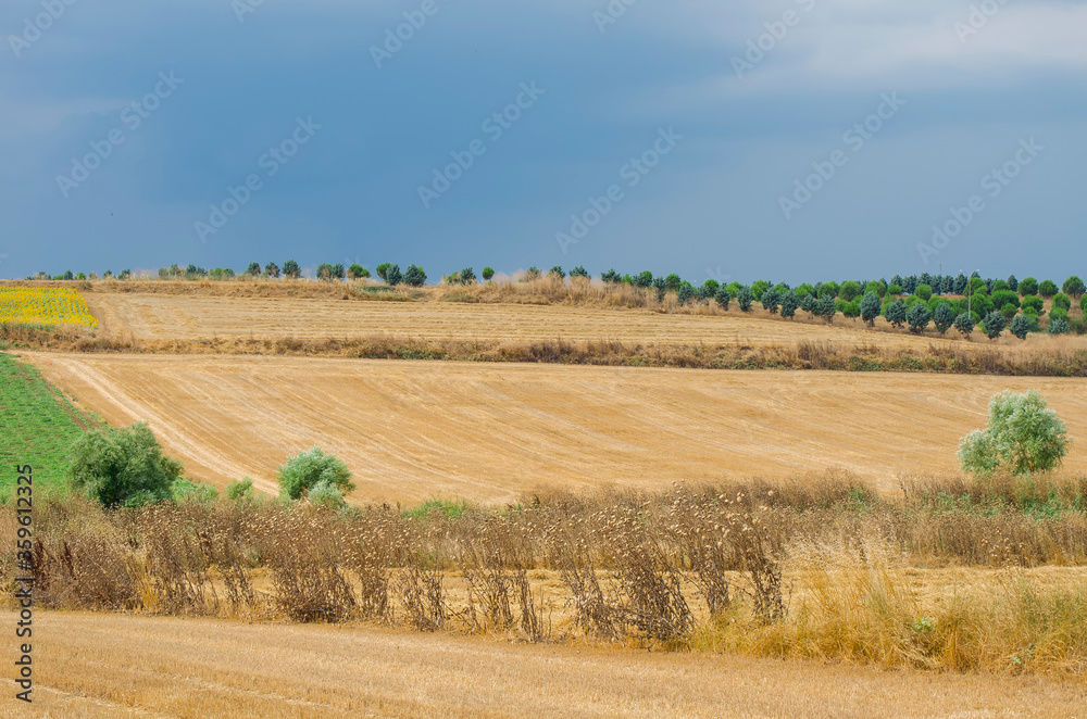 Beautiful landscape. Wheat field. Haystacks. Sunny summer day. Hay bales. Stubble field.  Big yellow field after harvesting. 