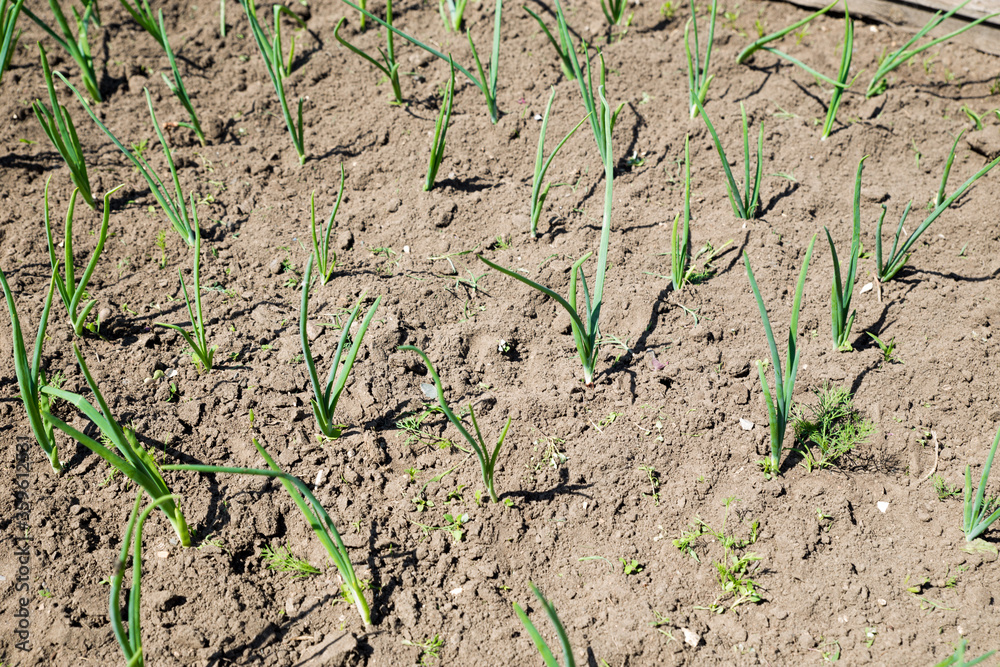 Young green onions grow in the garden in the spring. Fresh shoots of onion greens in the garden. Garden and vegetable garden concept. Young green onions grow in the garden in the spring. Fresh shoots of onion greens in the garden. Garden and vegetable garden concept.
