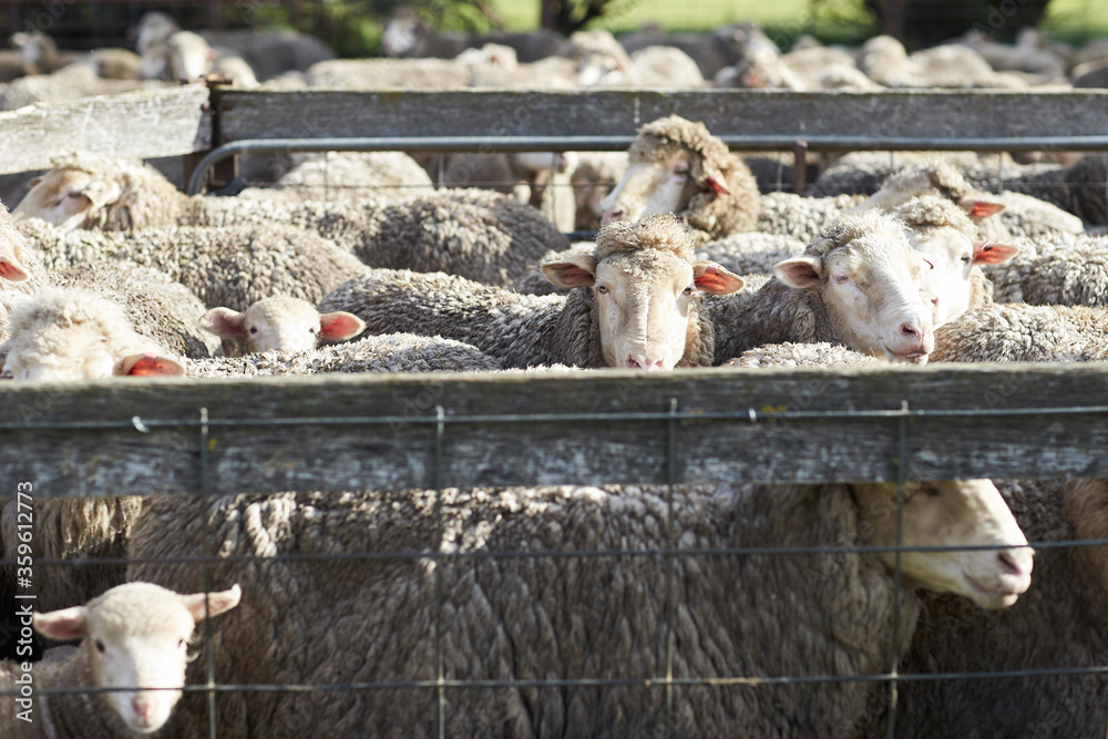 Fototapeta premium Sheep and Lambs