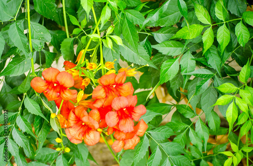 Orange exotic flowers. Campsis grandiflora (Chinese trumpet creeper). Bright flowers on background of autumn leaves. Autumn vegetable concept, fall background. Selective focus image.