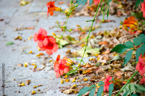 Orange exotic flowers. Campsis grandiflora (Chinese trumpet creeper). Bright flowers on background of autumn leaves. Autumn vegetable concept, fall background. Selective focus image.