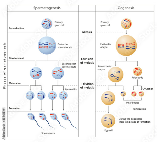During gametogenesis, diploid or haploid precursor cells divide and differentiate to form mature haploid gamete. photo