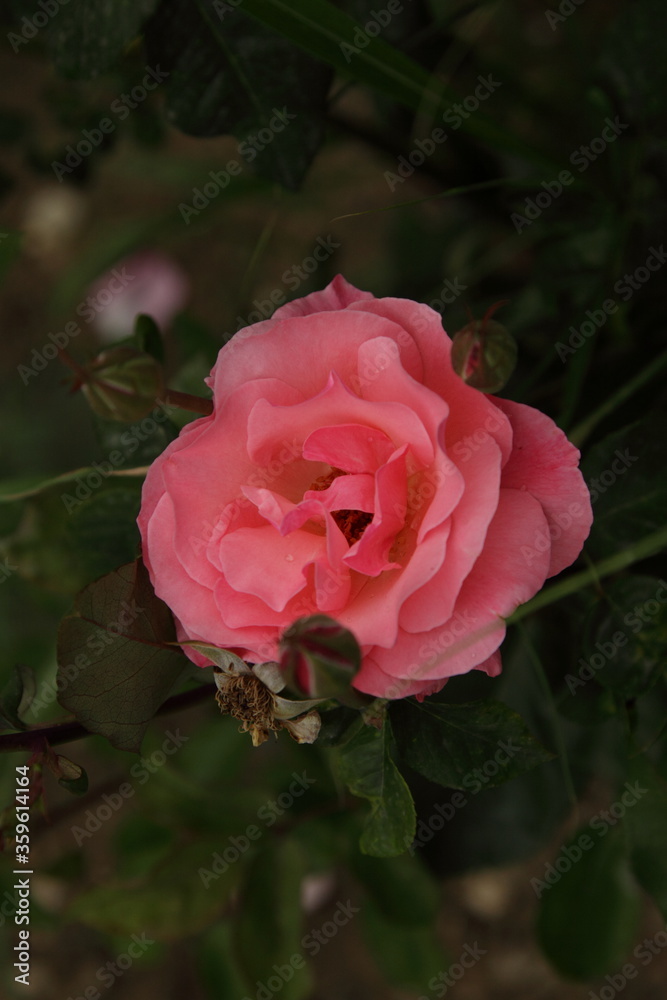 Colorful lonely pink rose blooming flower. Wallpaper and background. Colorful lonely pink rose blooming flower. Wallpaper and background.