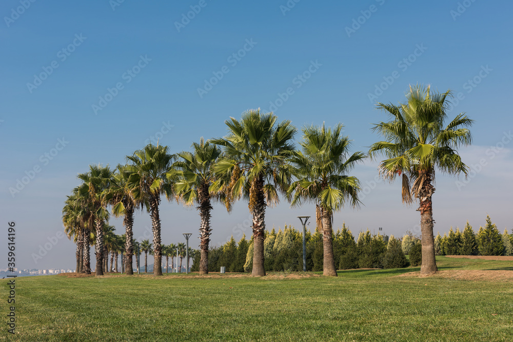 Palm trees at sea coast
