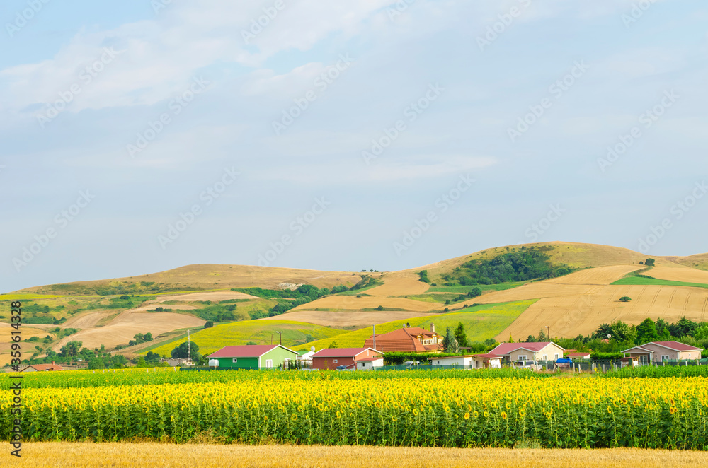 Sunflower field against background of multi-colored farm fields with colorful agricultural crops.  Farming in Turkey. Agricultural field in the suburbs of Istanbul, Silivri. Selective focus image.