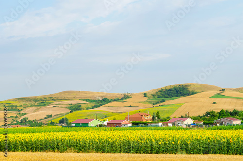 Sunflower field against background of multi-colored farm fields with colorful agricultural crops. Farming in Turkey. Agricultural field in the suburbs of Istanbul, Silivri. Selective focus image.