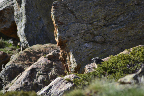 Guarding Marmot