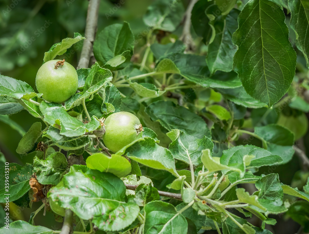 Small green apple hanging from a branch. Fresh fruit in the tree.