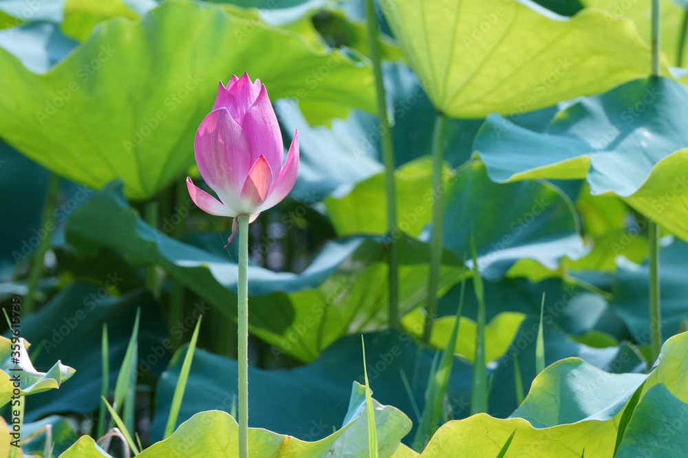 Bud of pink water lotus flower in the morning Bud of pink water lotus flower in the morning