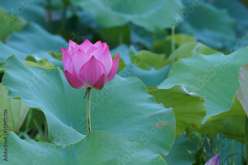 Water lotus flower on leaves background in the pond