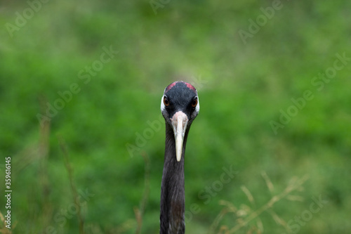 A gray crane looks at the camera. The wild nature
