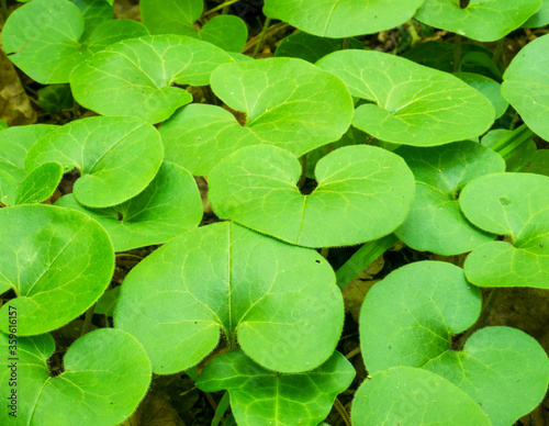 Fresh green leaves pattern background. Leaves carpet in the woods.