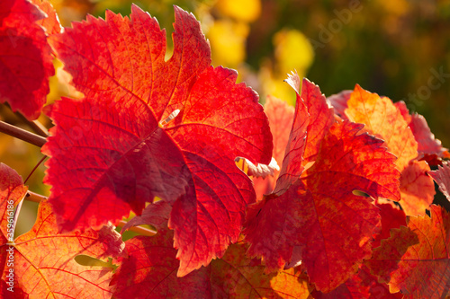 Red grape leaves close-up. Bright sunlight. Autumn natural background. Beautiful autumn leaves on a vine.