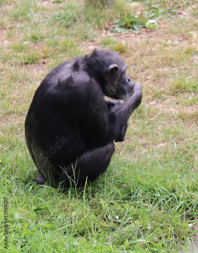 Chimpanzé du zoo de Wellington, Nouvelle Zélande