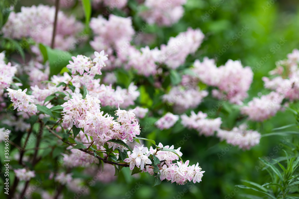 Pink jasmine blooms in the garden. Copispace Pink jasmine blooms in the garden. Copispace