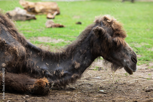 A dark brown one-humped dromedary camel lies in a zoo