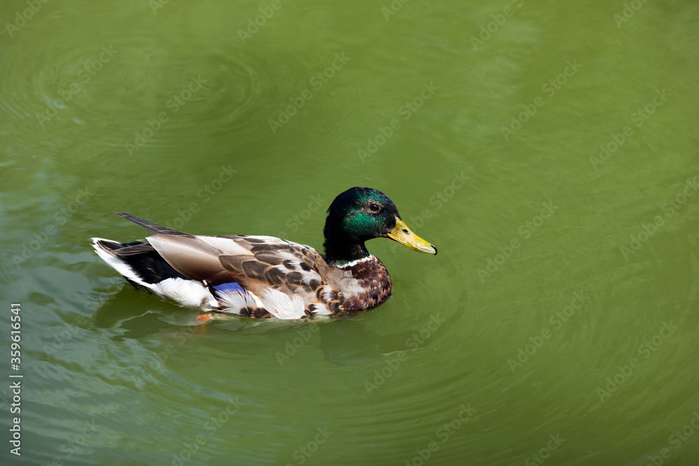 Fototapeta premium Wild mallard duck drake Swimming in Water in the lake