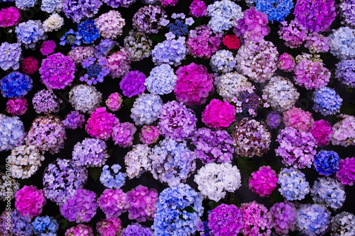 池に浮かぶ紫陽花の花々 © TETSUZO KIZZGAWA