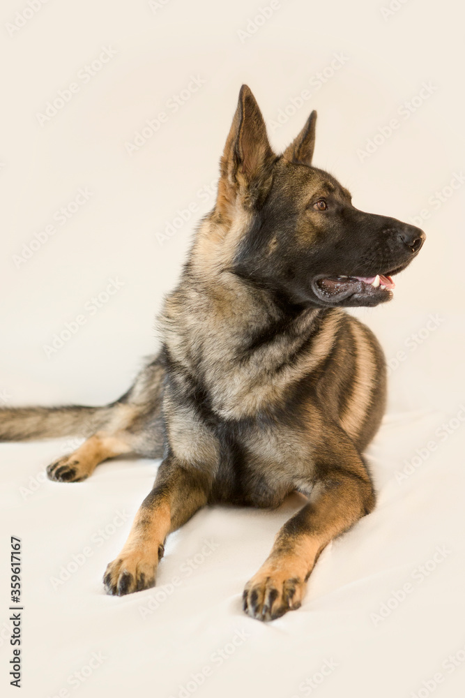 German shepherd 13 months old German shepherd 13 months old