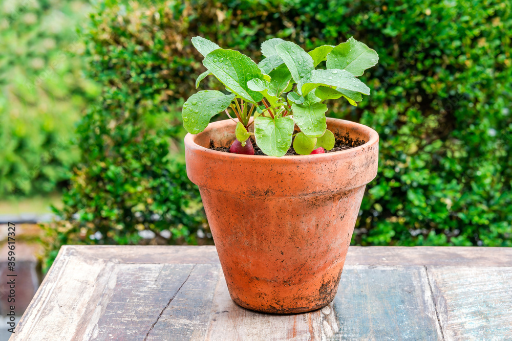 Young raddish plants in a pot on an outdoor table - urban vegetable garden idea
