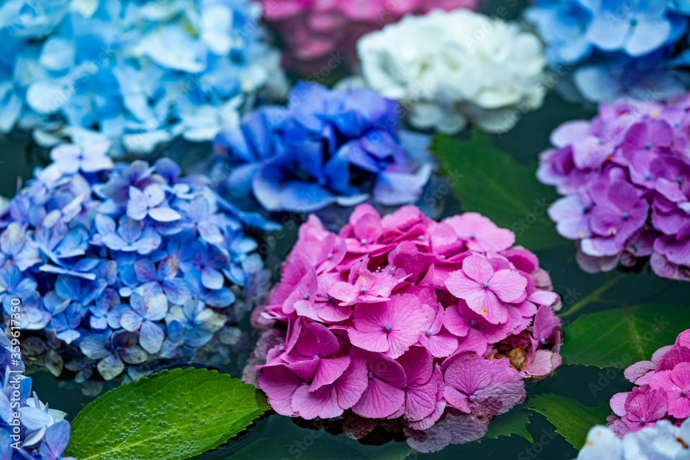 Fototapeta premium 池に浮かぶ紫陽花の花々