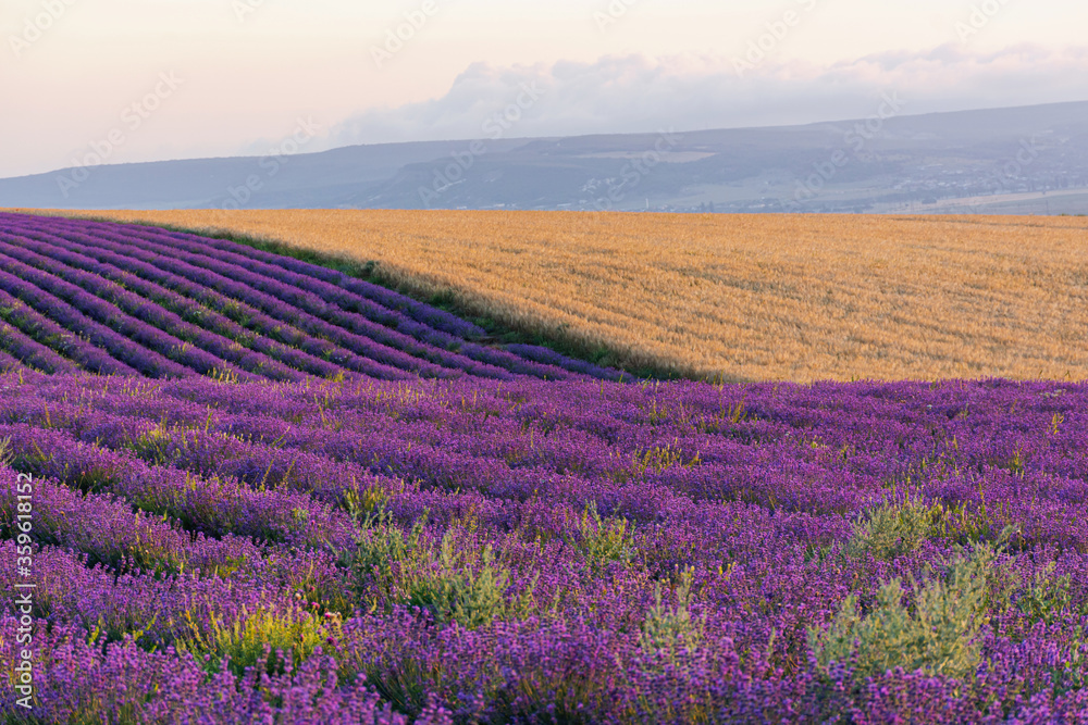 Naklejka premium Lawendowe pole proste piękne rzędy. Prowansja wiejska. Uprawa lawendy. Lato słoneczny jasny widok panoramiczny. Lawenda francuska.