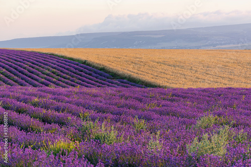 Lavender field straight beautiful rows. Rural Provence. The cultivation of lavender. Summer Sunny bright panoramic view. French lavender.