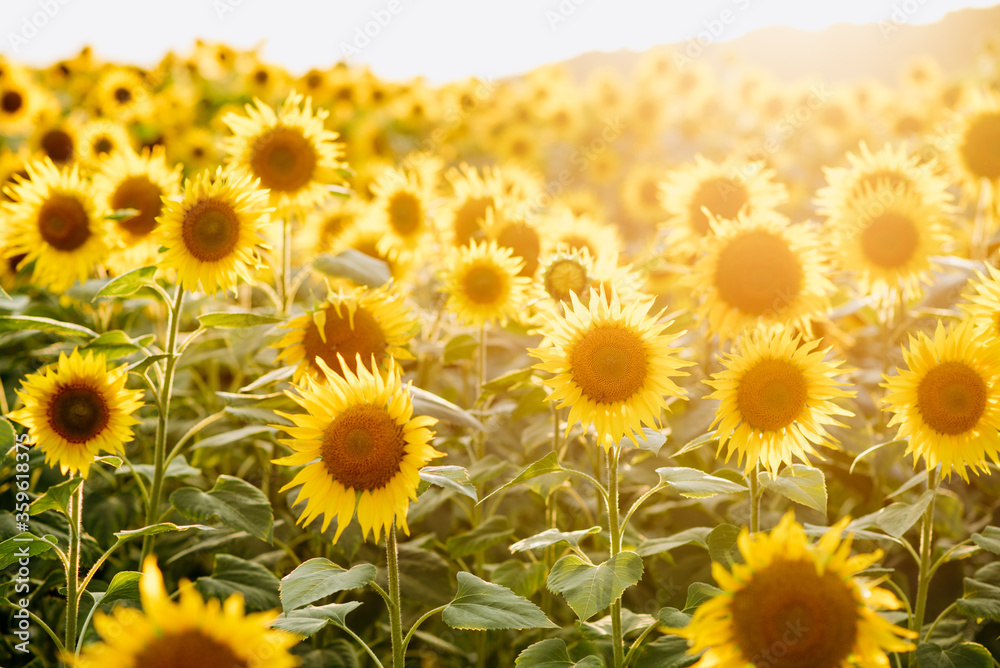 Beautiful Front view of the summer sunflower field on the sunset