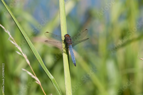 la libellula su una pianta acquatica si scalda al sole photo