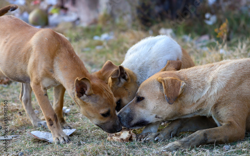 Many dogs are eating a piece of bread together © mamorshedalam