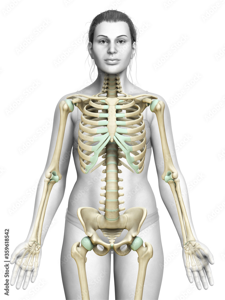 3d rendered, medically accurate illustration of a female skeleton system 3d rendered, medically accurate illustration of a female skeleton system