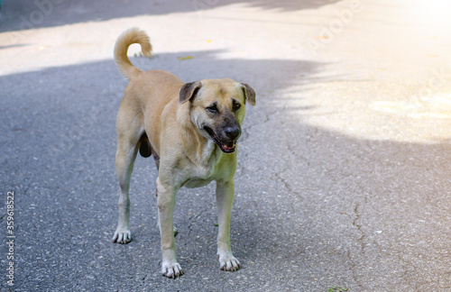 Fototapeta Naklejka Na Ścianę i Meble -  A brown dog standing on the street staring.