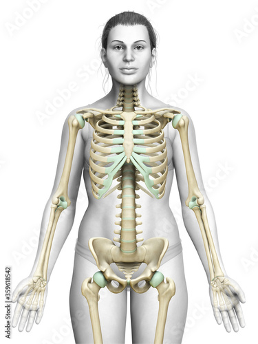 3d rendered, medically accurate illustration of a female skeleton system