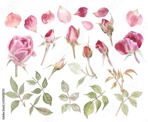 Big and beautiful watercolor set of roses  rose buds  petals and leaves. Pink  purple and green color range. Classic and elegant elements of design. 
