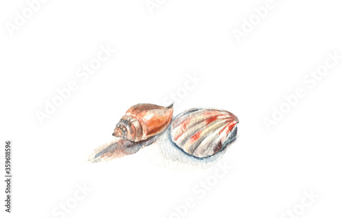 Watercolor small illustration of two orange seashells on a white isolated background. 