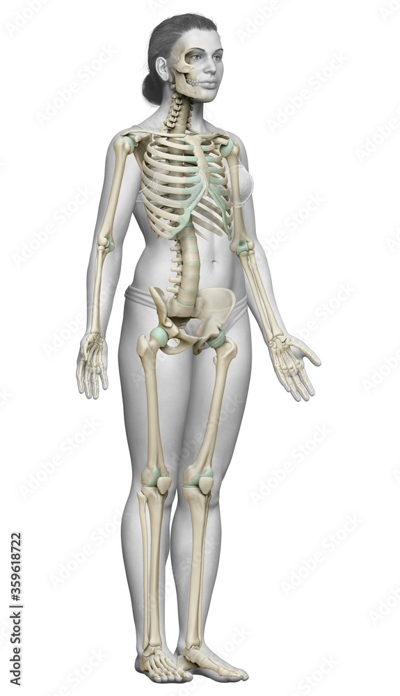 3d rendered, medically accurate illustration of a female skeleton system