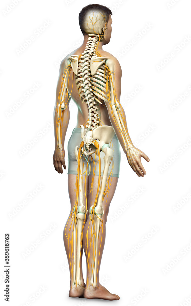 3d rendered medically accurate illustration of the nervous system and skeleton system