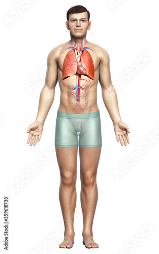 3d rendered, medically accurate illustration of a male lung anatomy photo