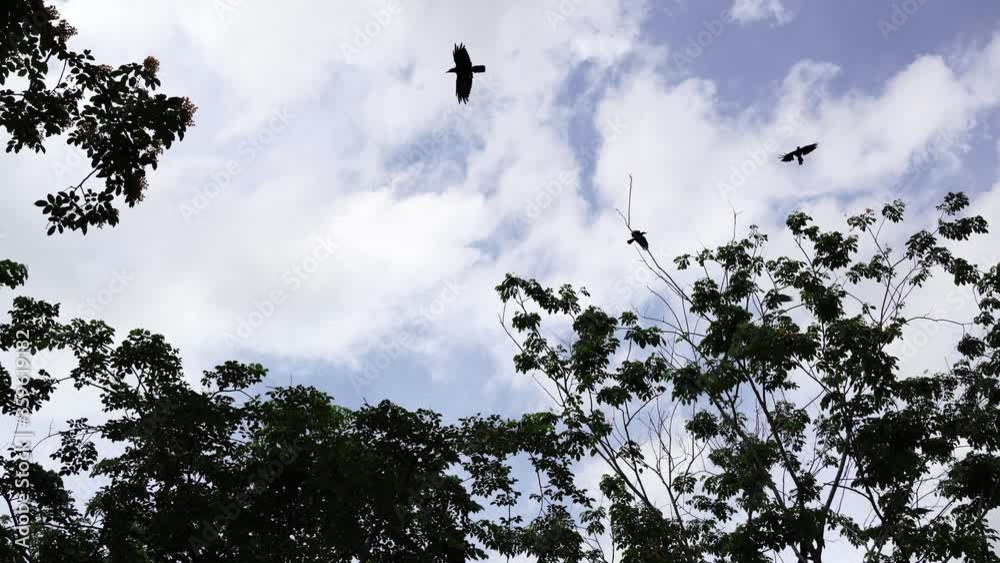 Crows flying above trees with blue sky Crows flying above trees with blue sky
