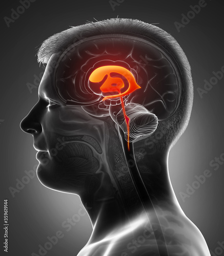 3d rendering medical illustration of male Brain Ventricles anatomy photo