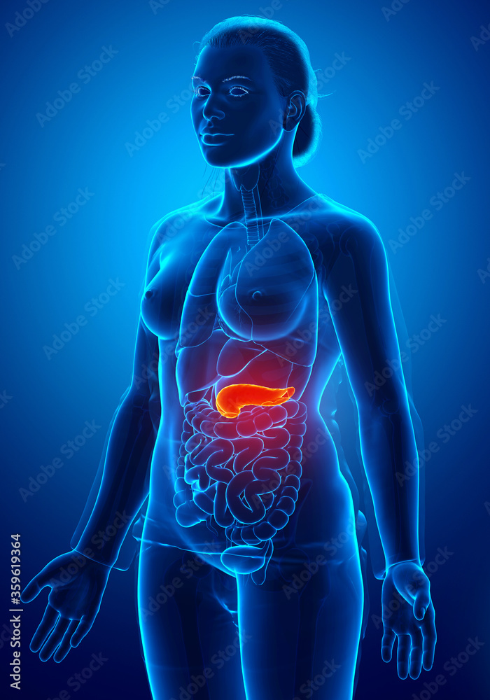3d rendered, medically accurate illustration of a female pancreas 3d rendered, medically accurate illustration of a female pancreas