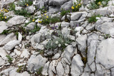 Various wildflowers between bright stones in the Austrian Alps. Natural background