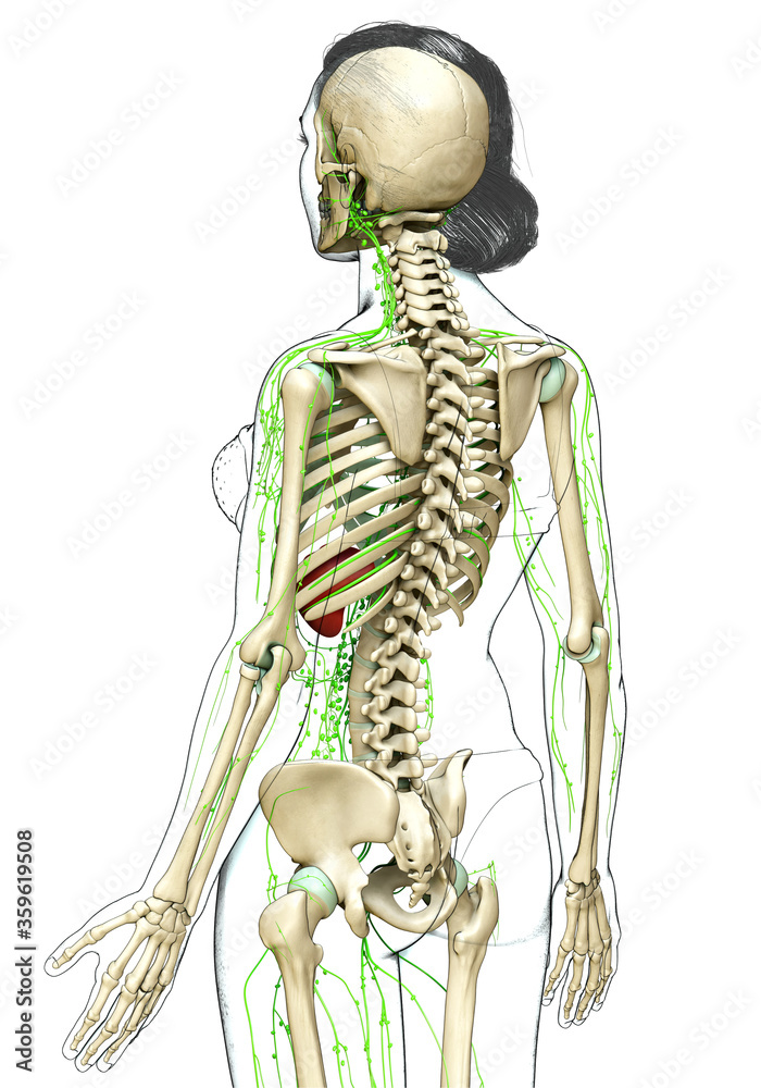 3d rendered medically accurate illustration of a female lymphatic system 3d rendered medically accurate illustration of a female lymphatic system