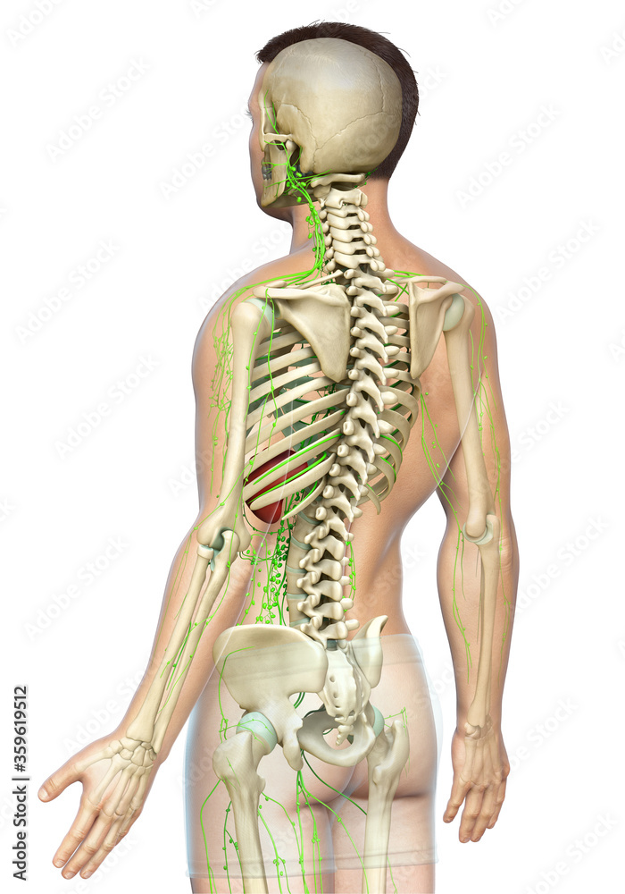 3d rendered medically accurate illustration of a male lymphatic system